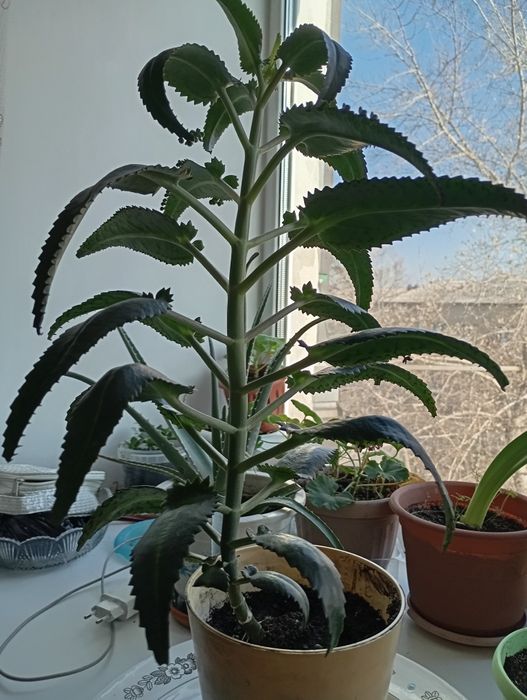 Комнатные растения