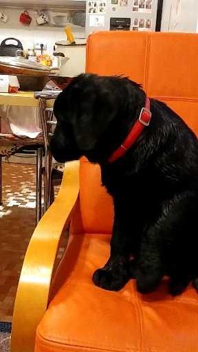 Femela neagra de Labrador Retriever cu Pedigree A, 6 luni