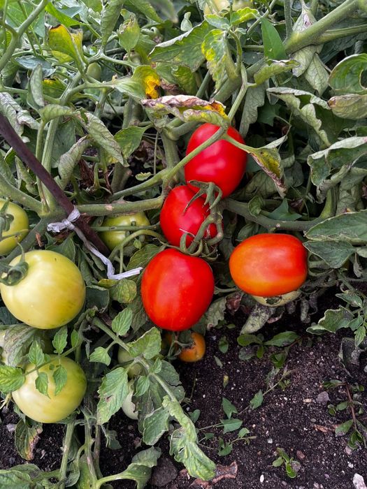 Продам помидоры  по вкусной цене