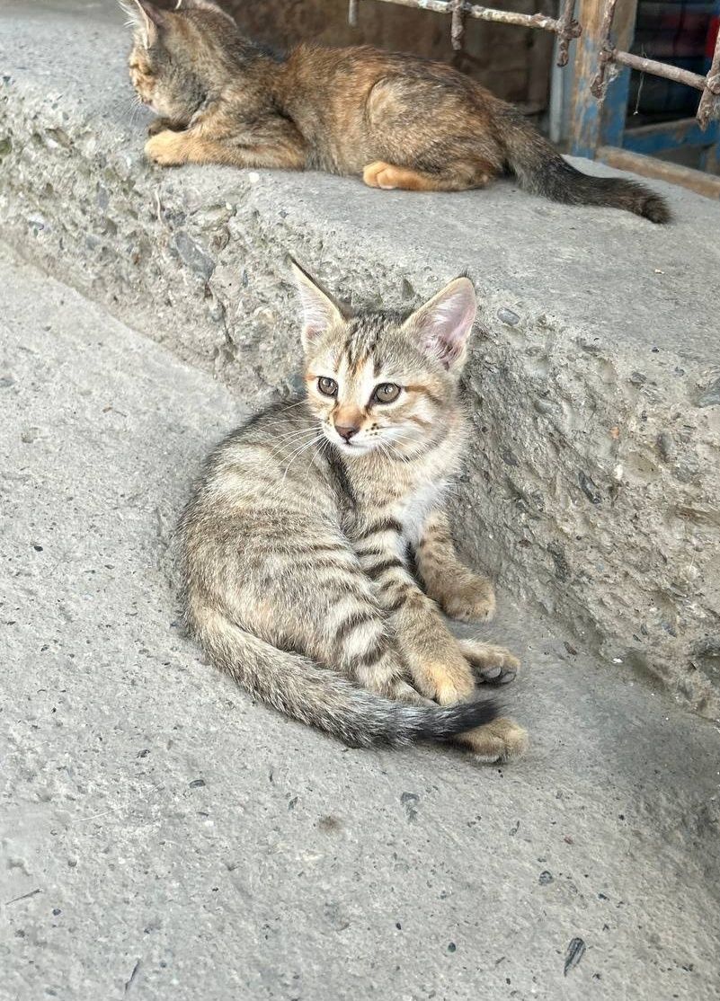 Котята домашние | Мушукчалар