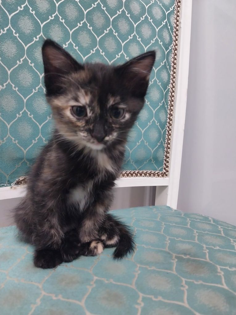 Котёнок висолухая девочка