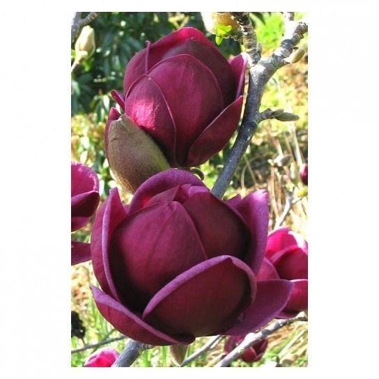 Magnolia black tulip