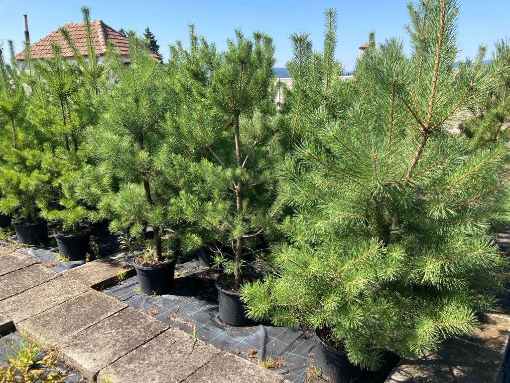 Plante ornamentale, Thuja, Juniperus, Pin,