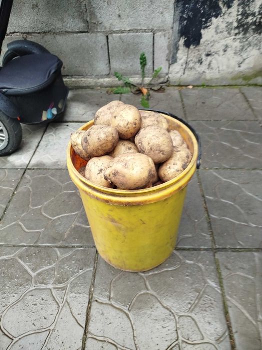 Продам картошку домашнюю крупную