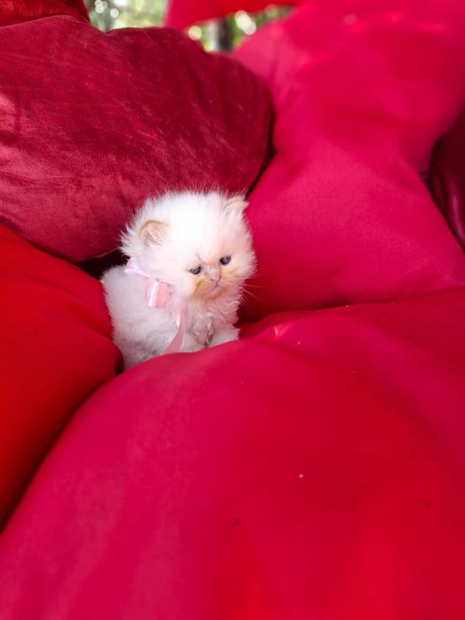 Персийски (хималайски)котенца!