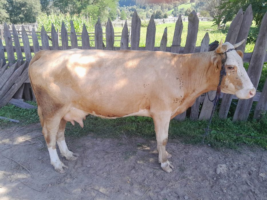 De vânzare vacă de ținut