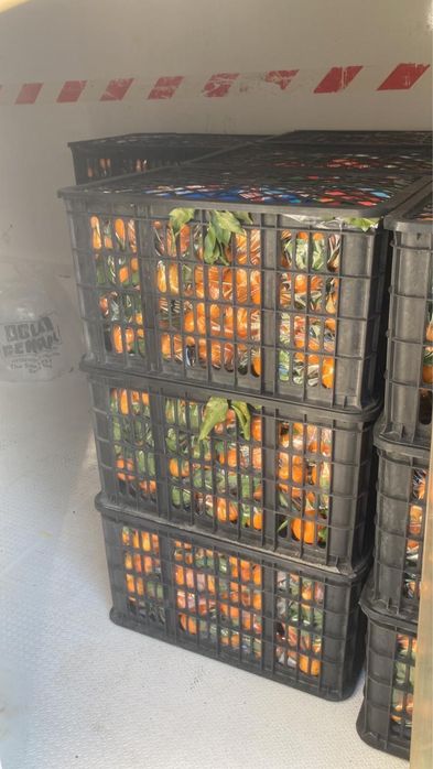 Продаю мандарины по хорошей цене