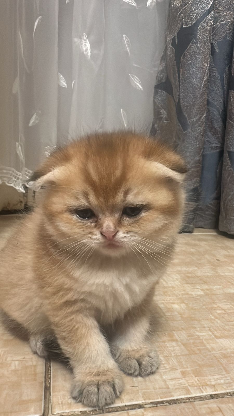 Милые котята. Шиншиллы