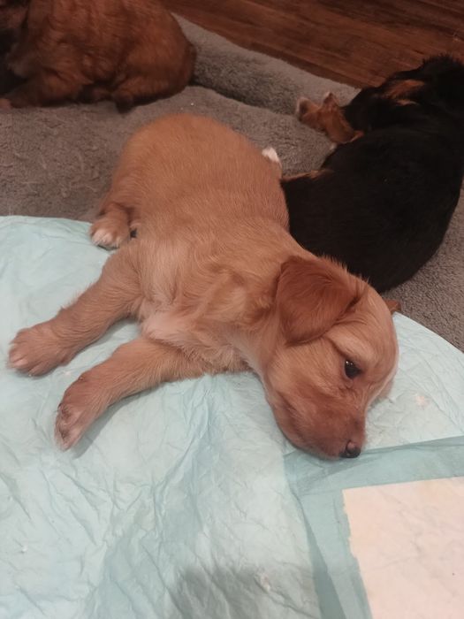 Donez 3 cateluse. Azi (sâmbătă, 08.11) au 5 săptămâni