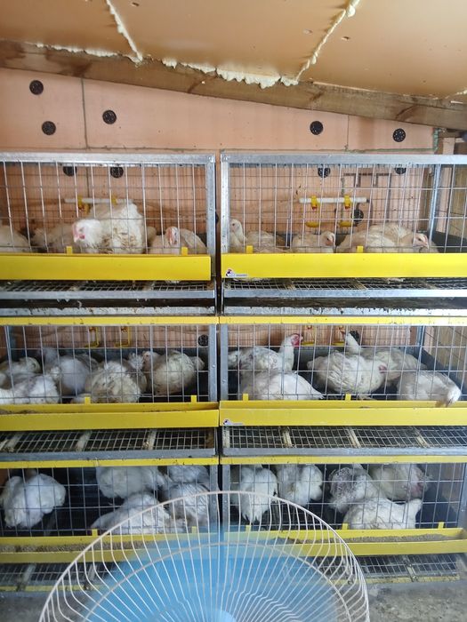 Клетки для куриц