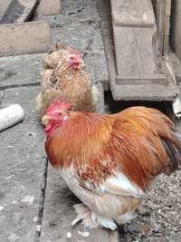 Brahma hd Cochinchina pitic