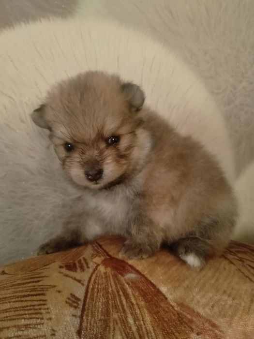 Пр срочно щенка шпица девочка 1 мес.