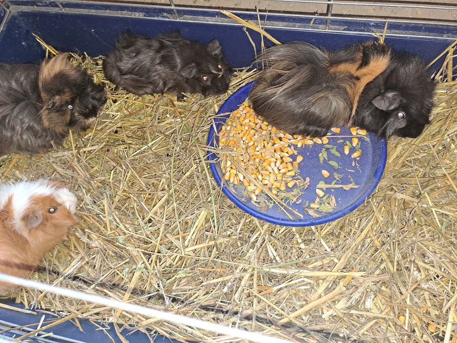 Porcusori de guineea