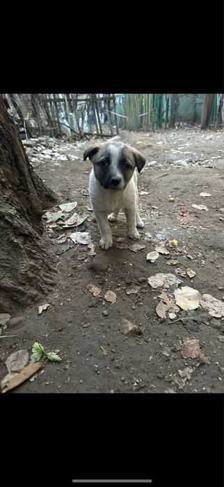 Щенок (девочка) в поисках дома