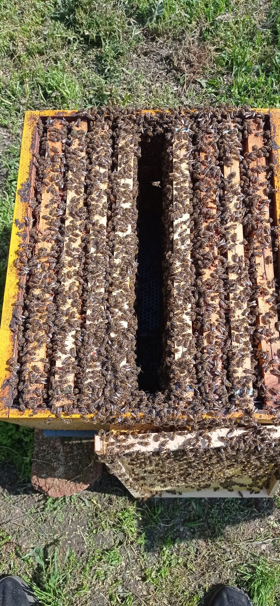 Кошери с пчелни семейства