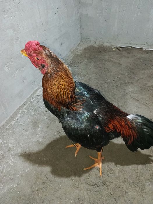 Jo'ja sotiladi 4 kilo Nemis zot