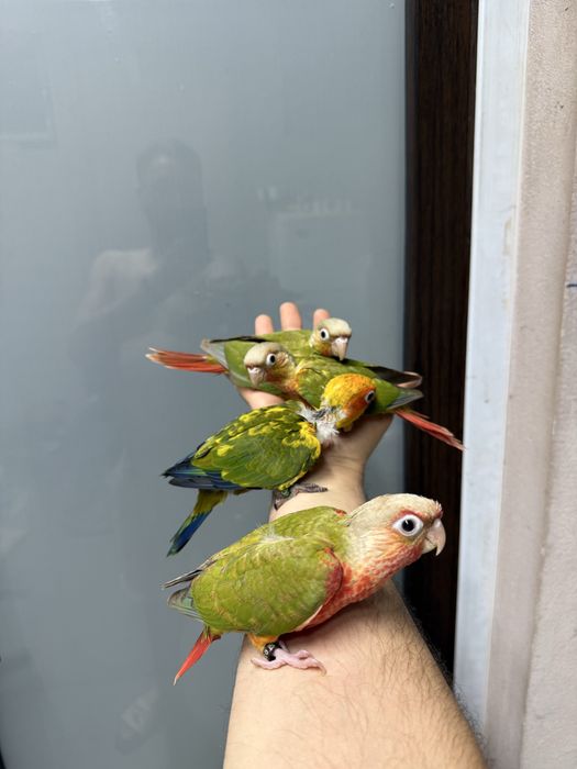 Papagali vorbitori pyrhurra pyrrhura pui blanzi pirura