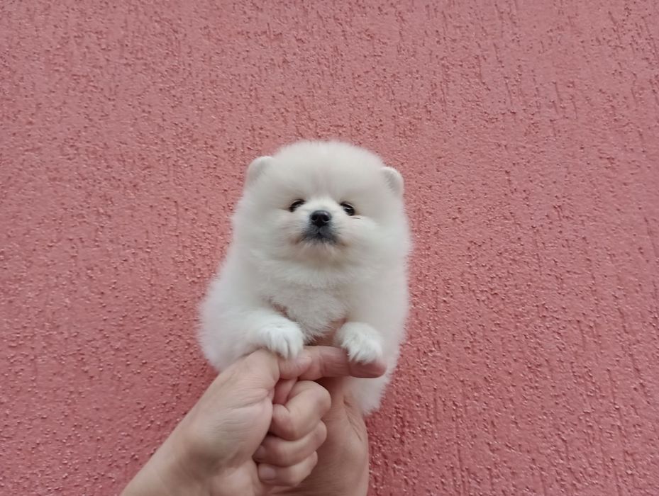 Бял женски Померан!