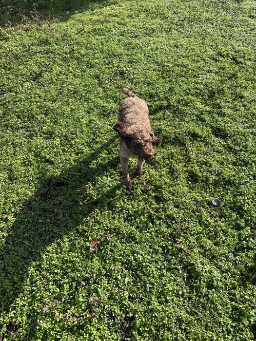 Кученцето е със  1 и 2 ваксина