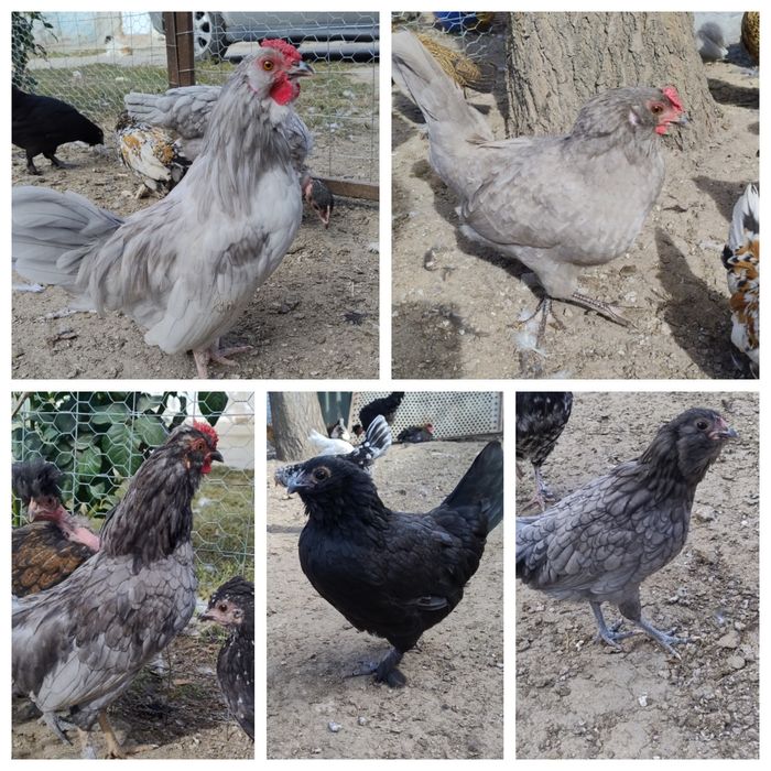 Găini pitice tinere