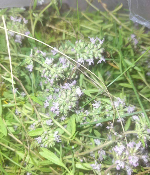 Тимъян/ чебрец Иван-чай Мята