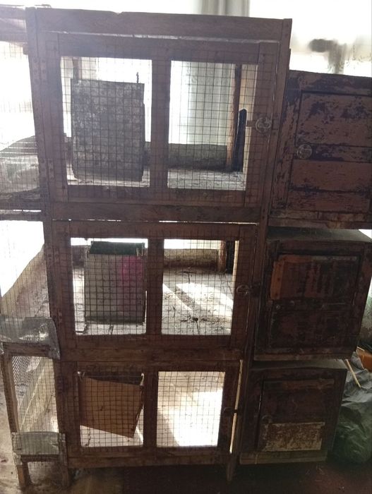 Quyon kataklar xolati yaxshi