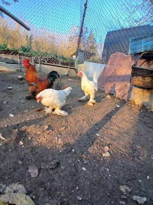 De vanzare, cele doua găini pitici albe