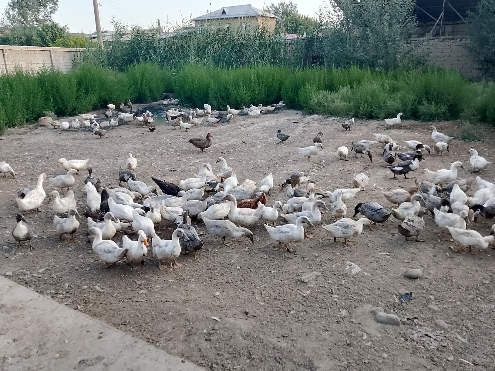 Голубой фаворит урдаклар сотилади.