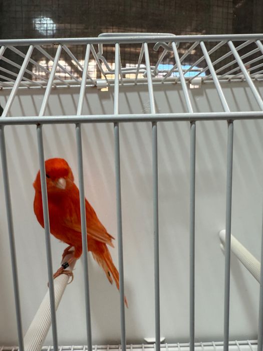 Canari roșii de vanzare
