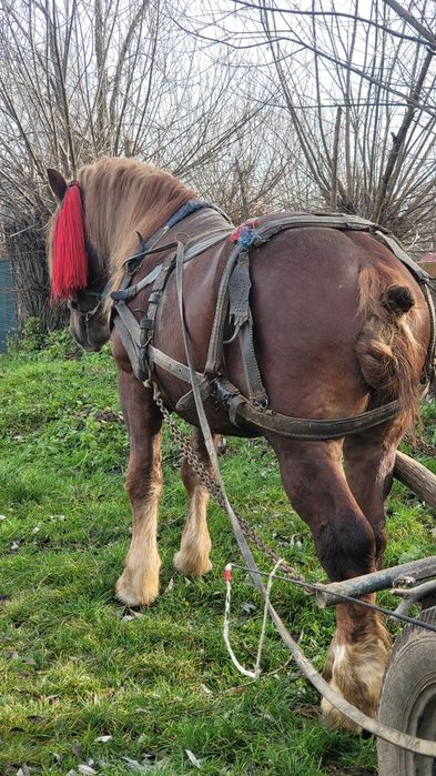 Mânz foarte bun de lucru