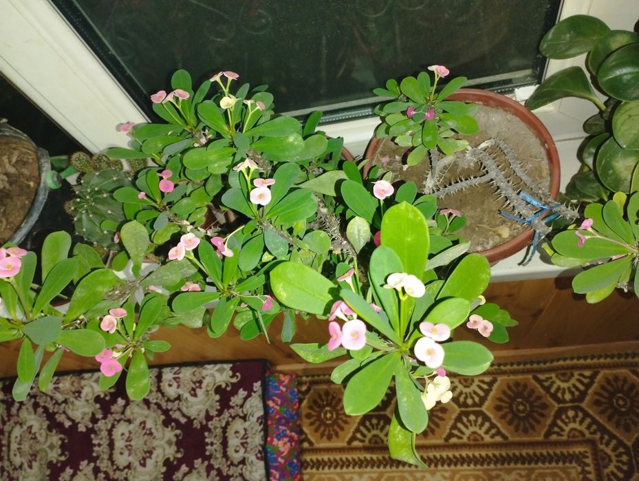 Продаются домашние цветы