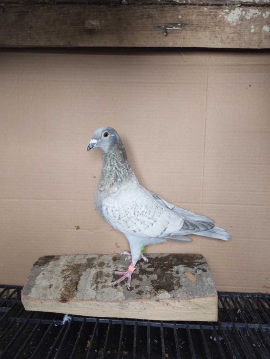 Porumbei reduced și Dominant Opal  de vânzare