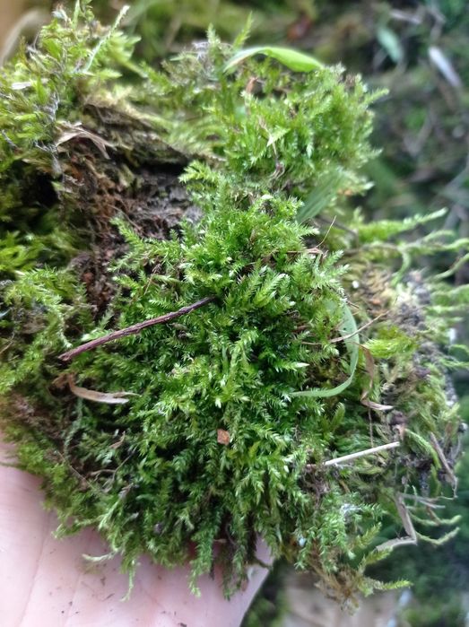 Мох (грунт улиткам)