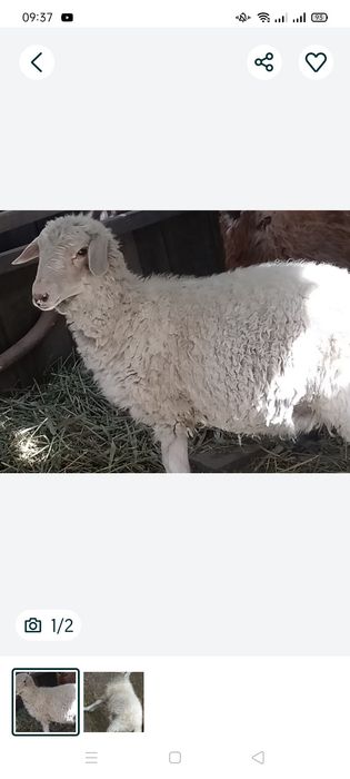 Продам баран город уштобе жирный