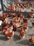 avem la vânzare prima serie de găini roșii ouătoare crescute la sol