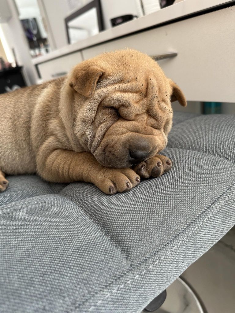 Shar pei cuminti