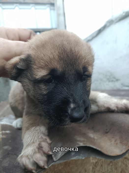 Продам щенков Алабая