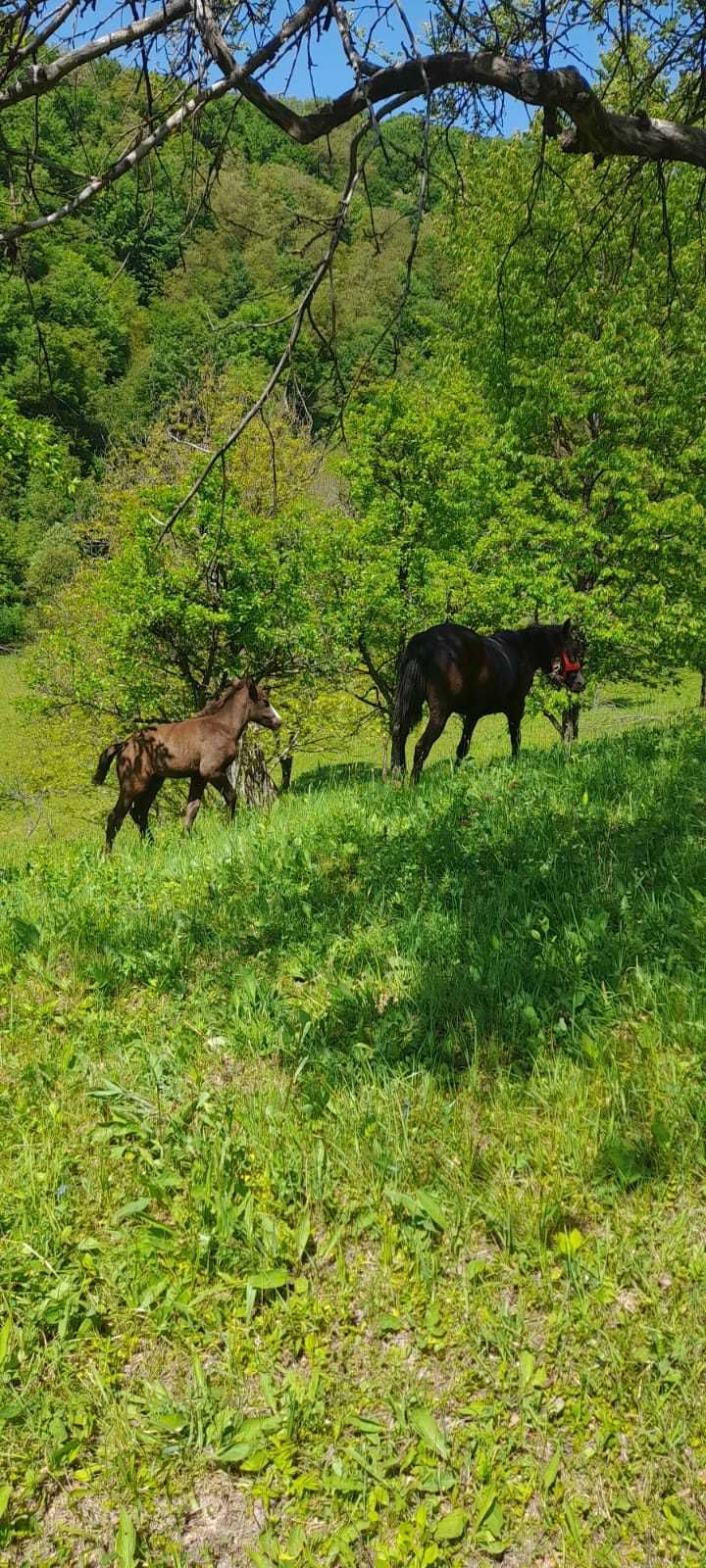 Iapă cu mhnză de vânzare în bistrita nasaud