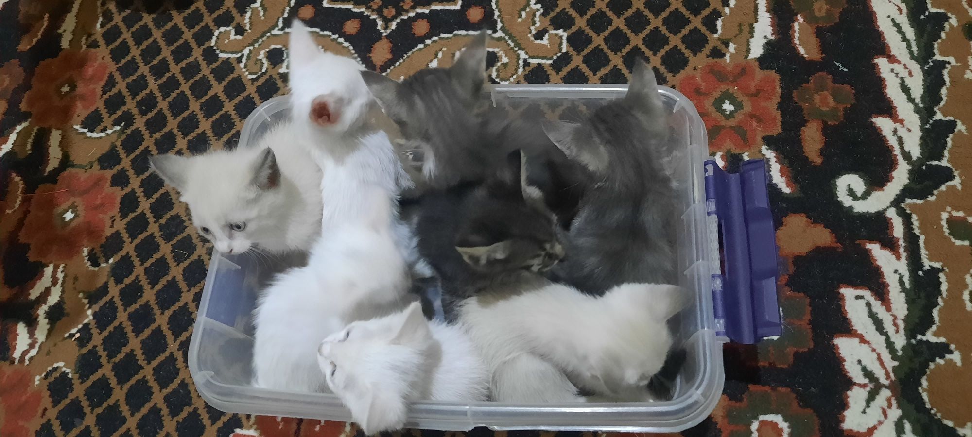 Xadyaga mushuklar va bolalari beriladi