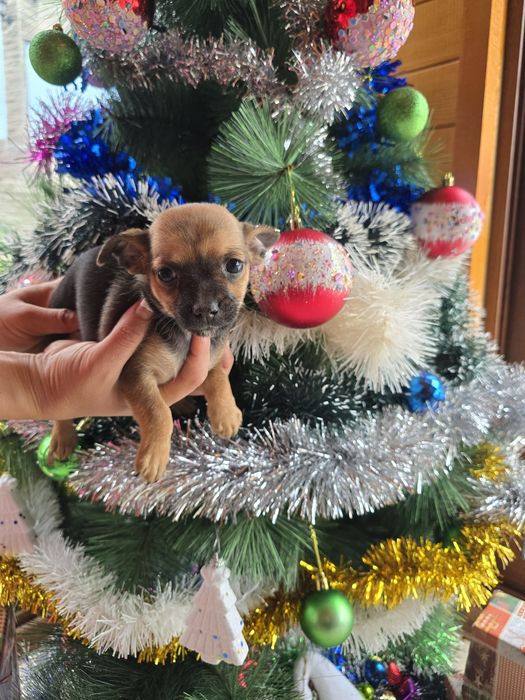 Мини чиху пинчери