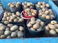 продам едовую домашнюю картошку