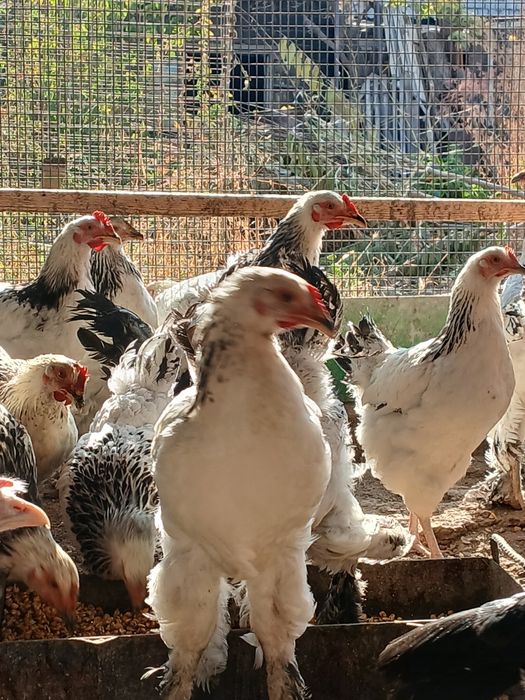 Продаются петухи порода брама 1 кг 50 тыс живого веса