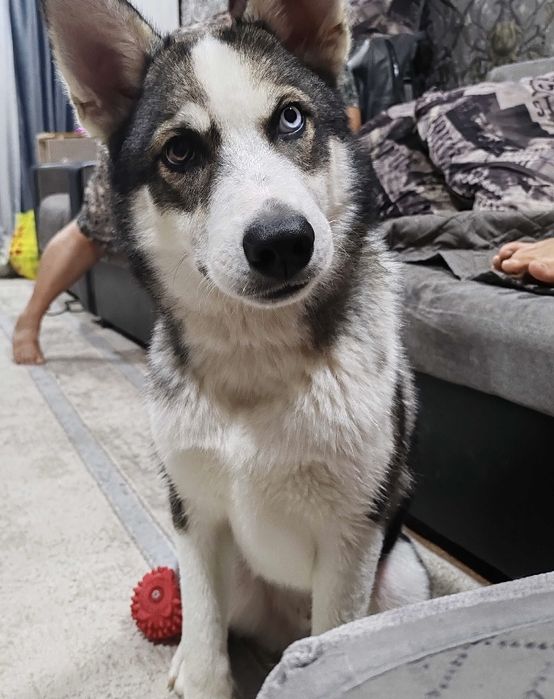 Продам щенка породы хаски