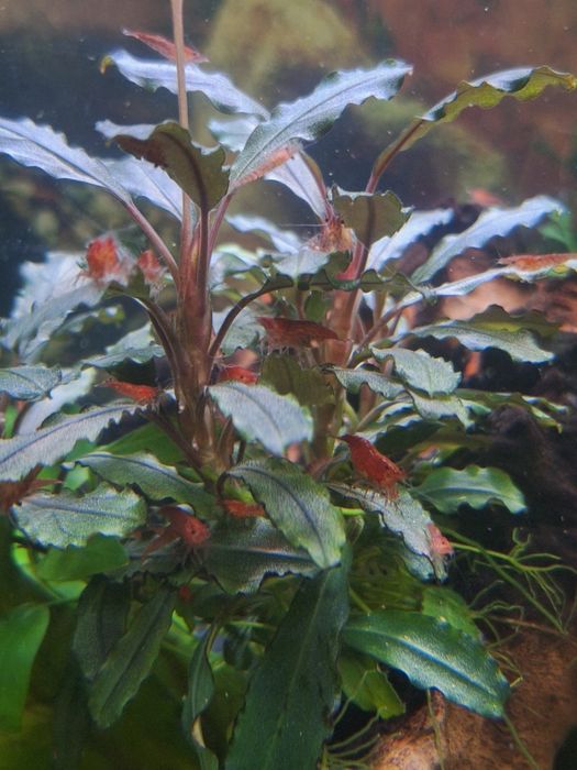 Кристални скариди