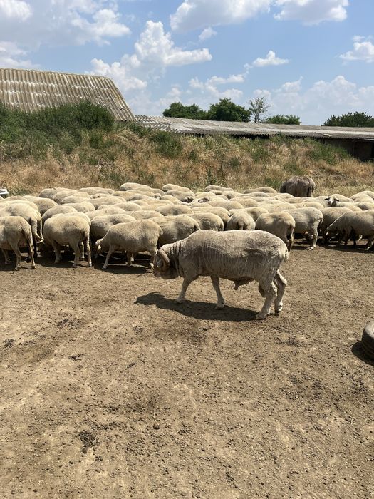 Oi merinoase gestante(depuse)