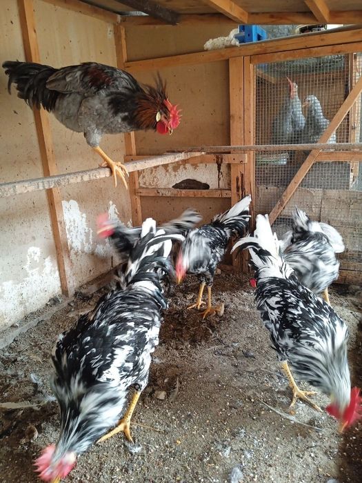 Ligorin Dalmatin zotli Xo'rozlar SOTILADI