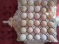 Ouă rațe leșesti și puicute