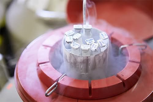 Inseminare artificiala - monta artificiala caini