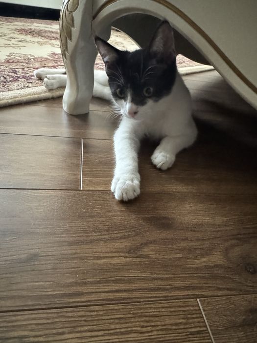 Котенок 4 месяца отдам в хорошие руки