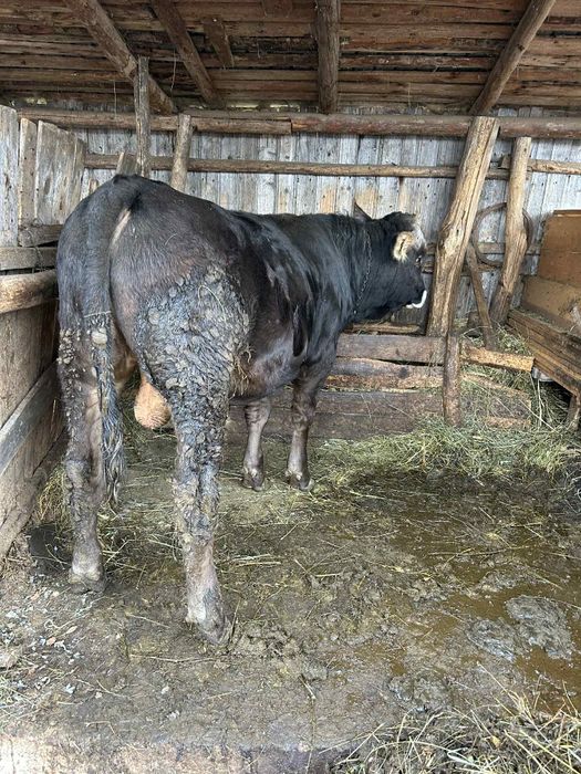 Vând jumătate vițel